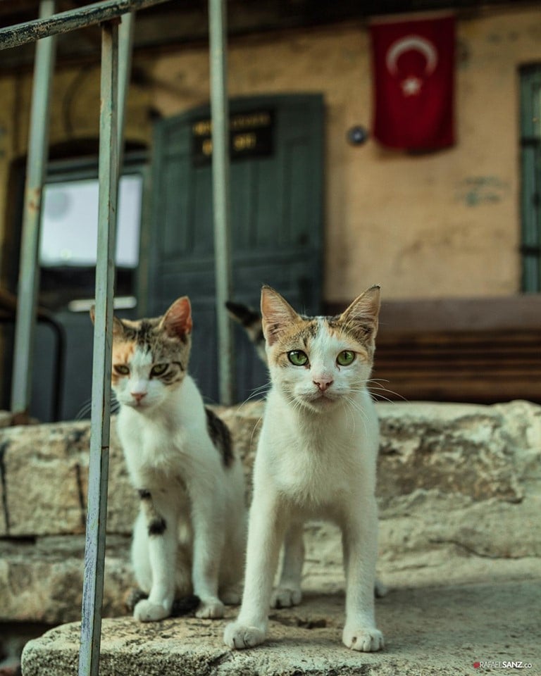 gatos de estambul © Rafael Sanz Hurtado