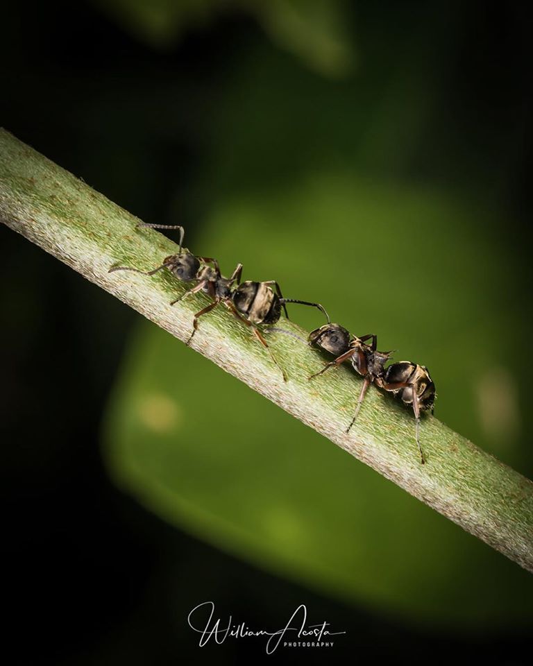 fotografía macro de hormigas tomada por william acosta - sietefotógrafos