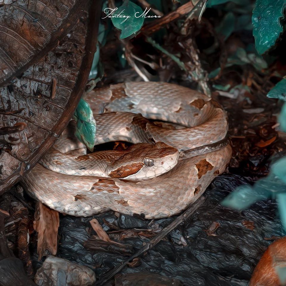 fotografía de una serpiente tomada por william acosta - sietefotógrafos