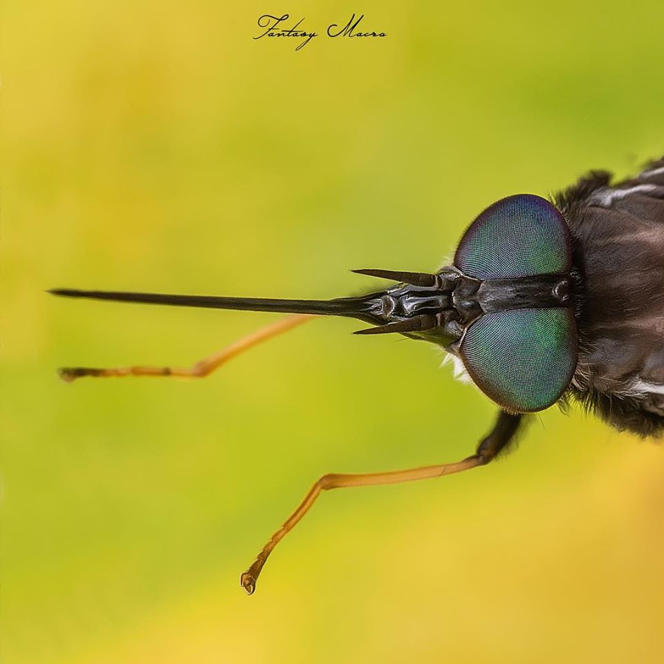 fotografía macro de un insecto tomada por william acosta - sietefotógrafos