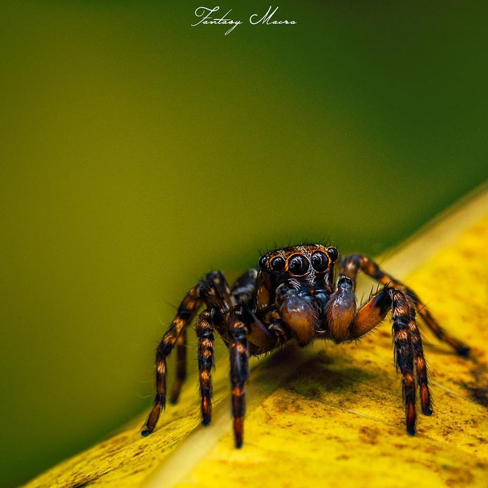 fotografía macro de una araña tomada por william acosta - sietefotógrafos