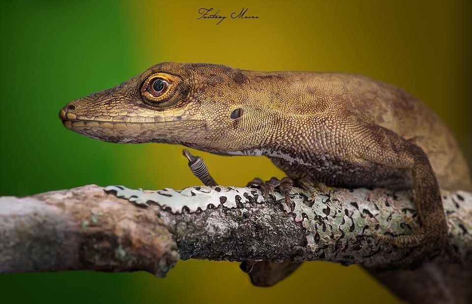 fotografía macro de un reptil tomada por william acosta - sietefotógrafos