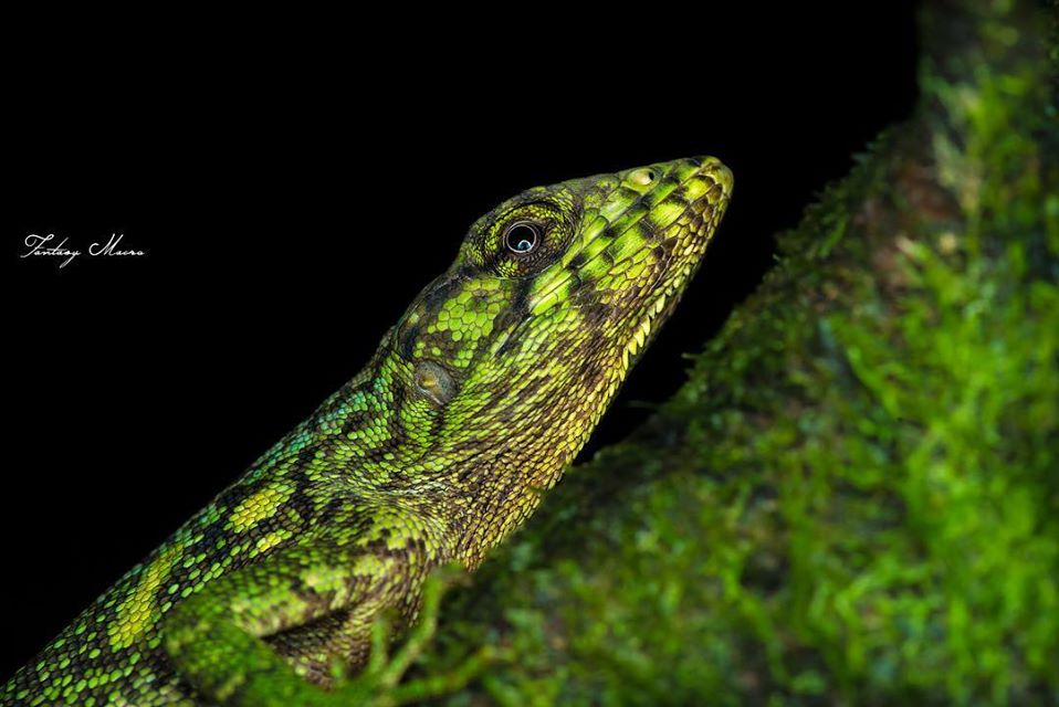 fotografía macro de una lagartija tomada por william acosta - sietefotógrafos