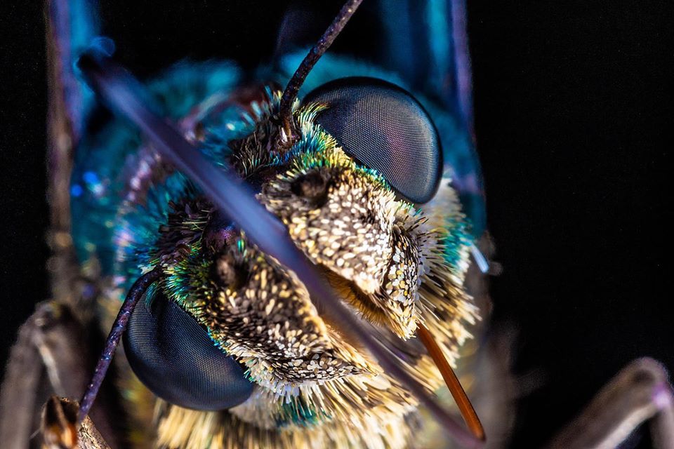 fotografía macro de un insecto tomada por william acosta - sietefotógrafos