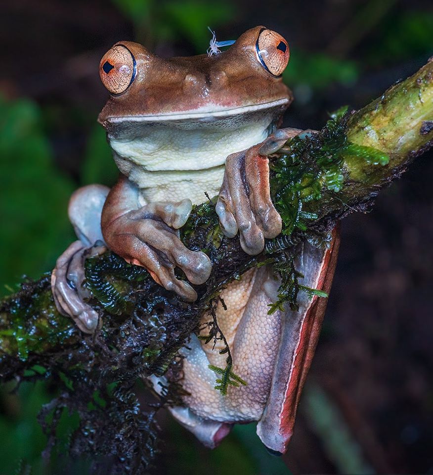 fotografía macro de una rana tomada por william acosta - sietefotógrafos