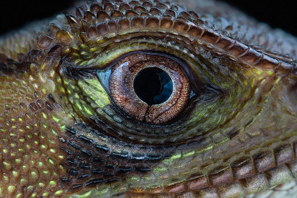 fotografía macro de un reptil tomada por william acosta - sietefotógrafos