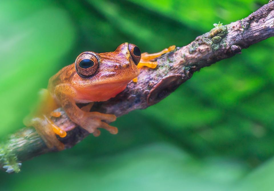 fotografía macro de una rana tomada por william acosta - sietefotógrafos