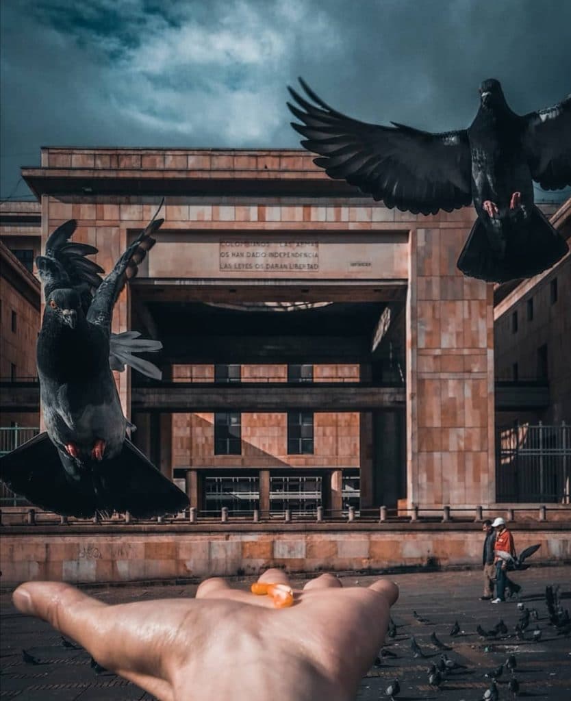 palomas en la plaza de bolivar fotografia con celular el ponzo