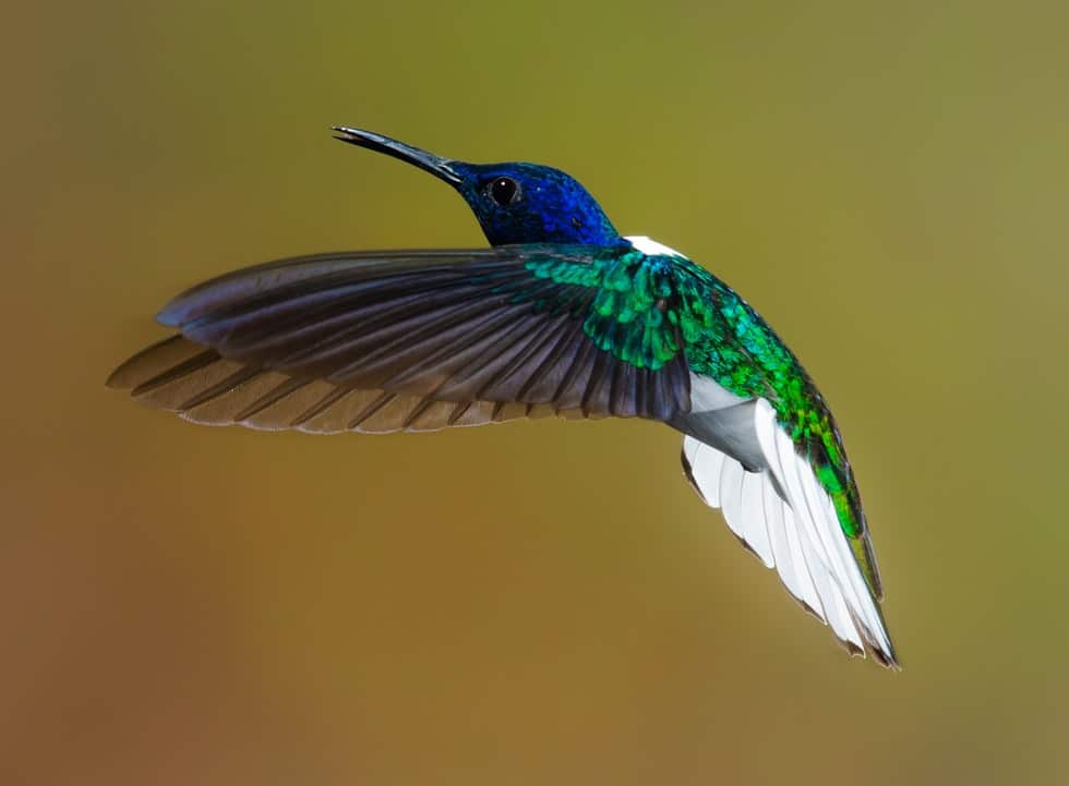 congelado fotográfico. colibrí