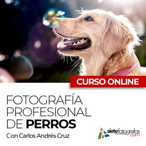 curso online fotografia profesional de perros con carlos andres cruz