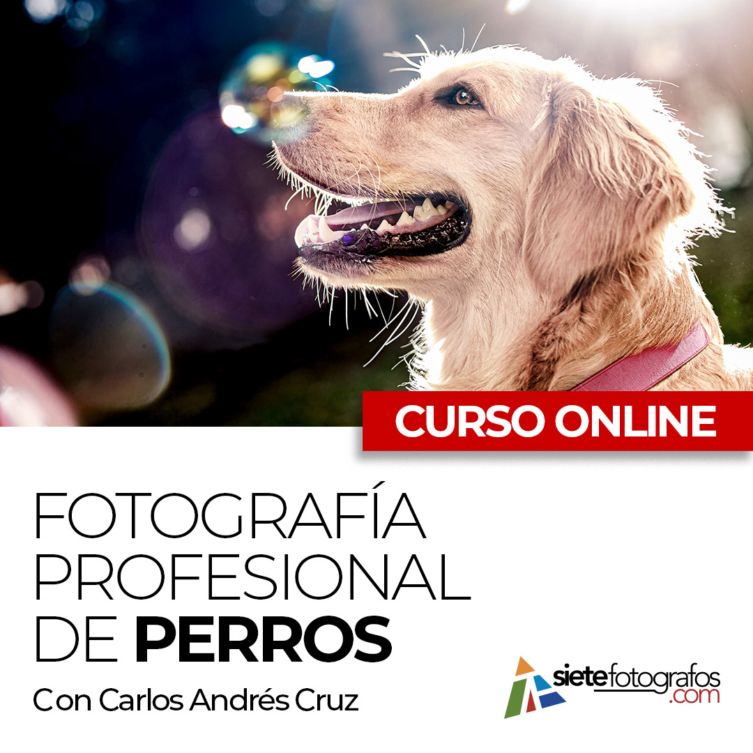 curso de fotografia profesional de perros con carlos andres cruz la fotoperreria