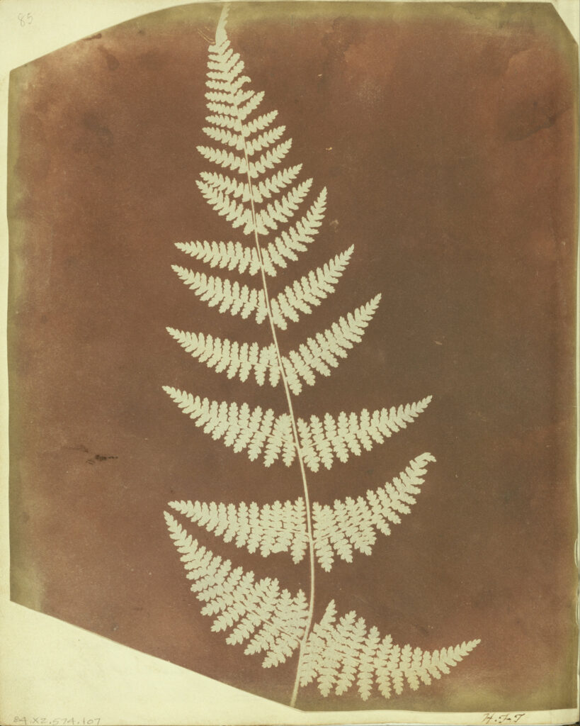 William Henry Fox Talbot - The pencil of nature