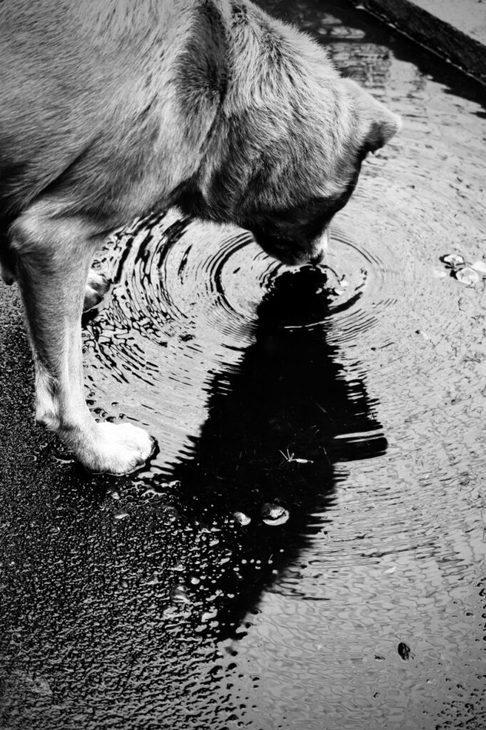 Maria Camila Morales - Mi otro yo canino - exposicion fotografía de perros - perro tomando agua