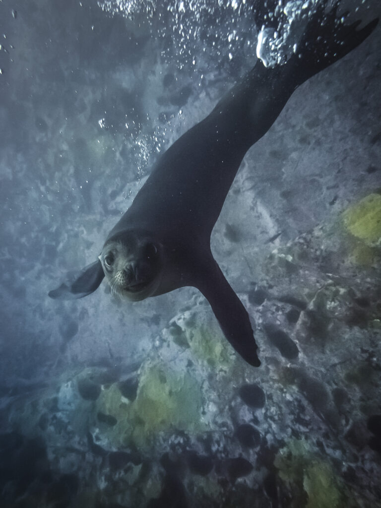 León marino de Galápagos | Fotografía: Paola María Sánchez