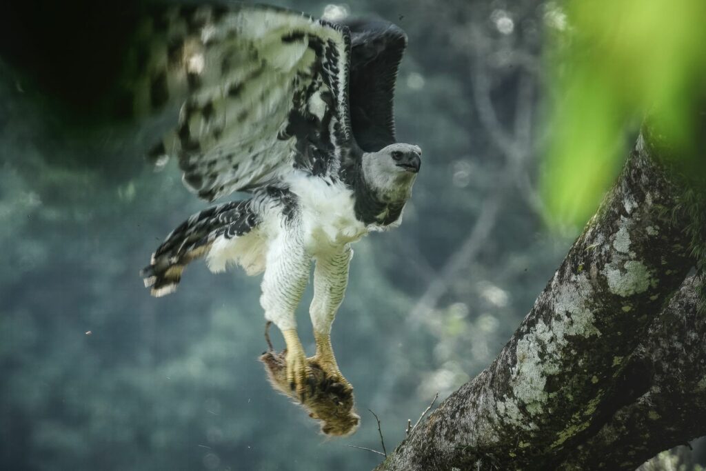 Águila Arpía cazando un roedor. Fotografía de fauna por Paola María Sanchez