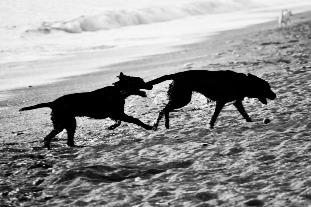 Perros en la playa - © María Camila Morales | Pawsing Dog Photography